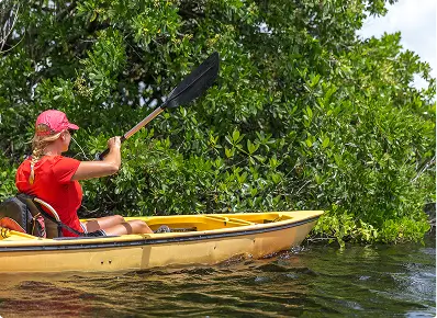 Mangrove tour